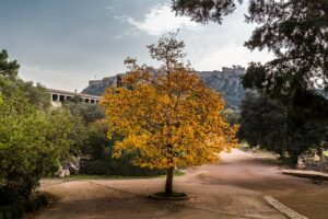 Read more about the article The Beauty of Athens in Fall