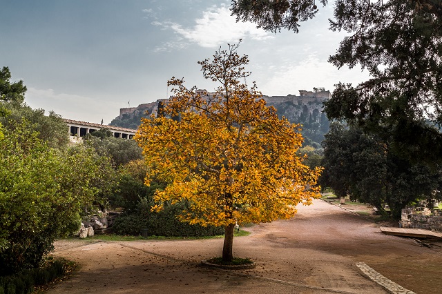The Beauty of Athens in Fall